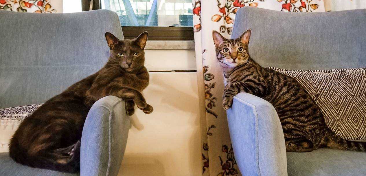 2 grey cats lounging on blue velvet chairs