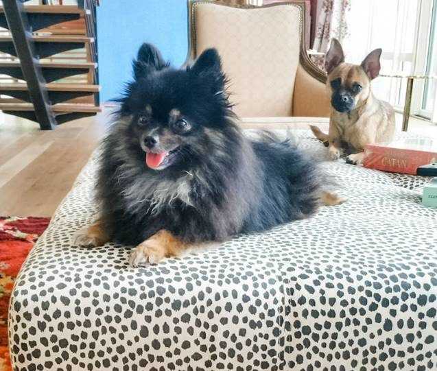 pomeranian lounging on leopard ottoman