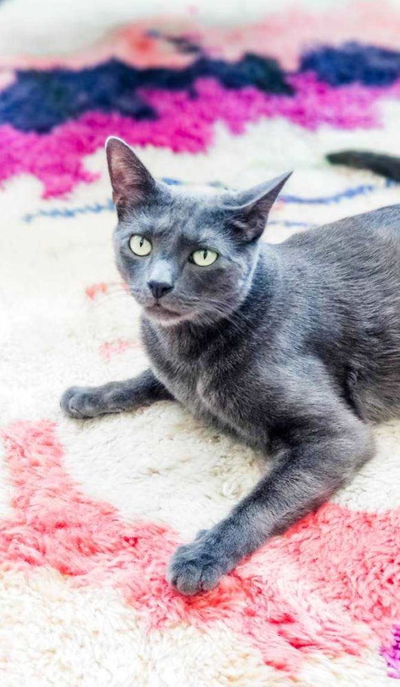 Grey cat on moroccan rug